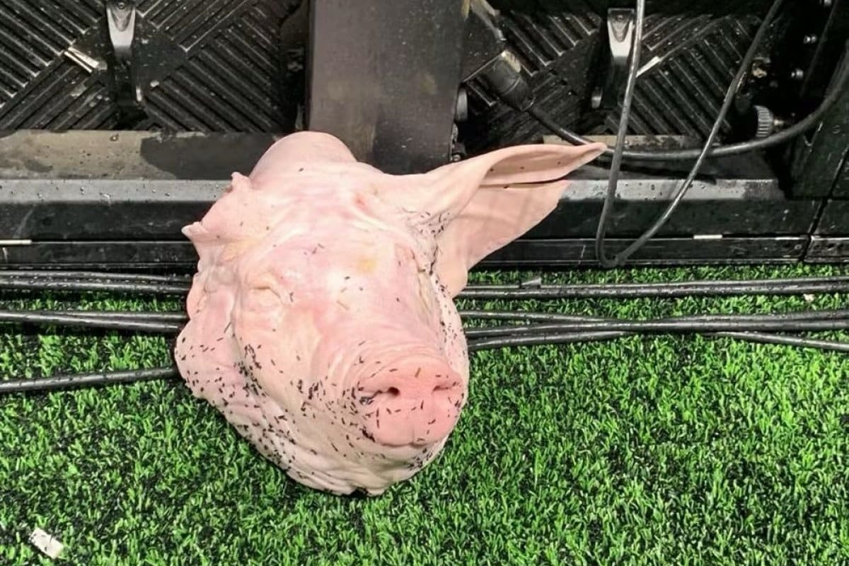 Objeto inusitado foi jogado no campo no clássico entre Corinthians e Palmeiras.
